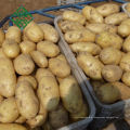 China batata fresca 25 kg sacos para venda 20 kg de malha saco de batata